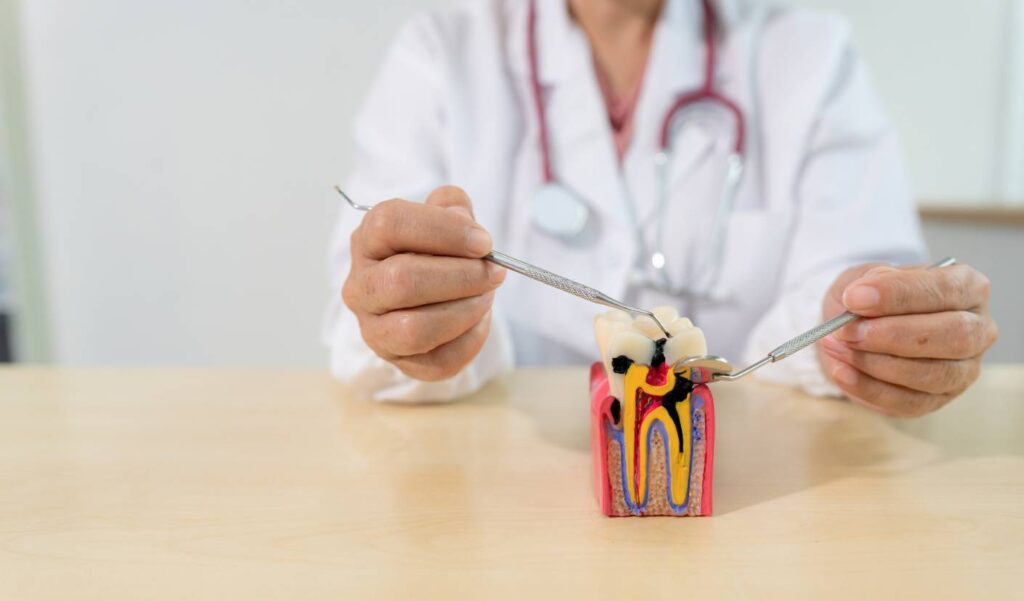Professional holding dental tools and a molar mode 2026 07 25 02 48 50 utc bij Trail Verwijskliniek